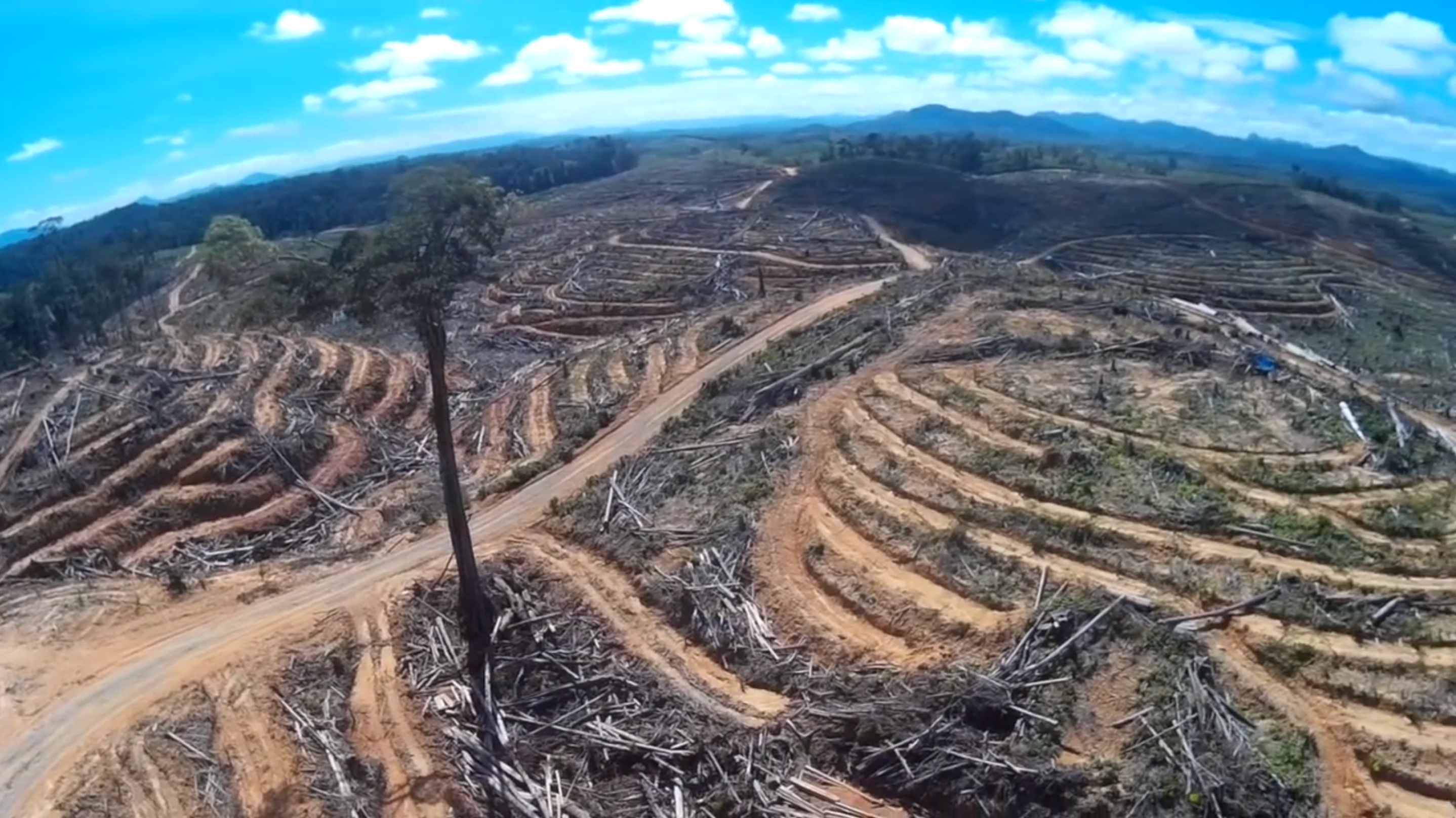 Drone Footage Shows The Sheer Scope Of Deforestation For Palm Oil In 