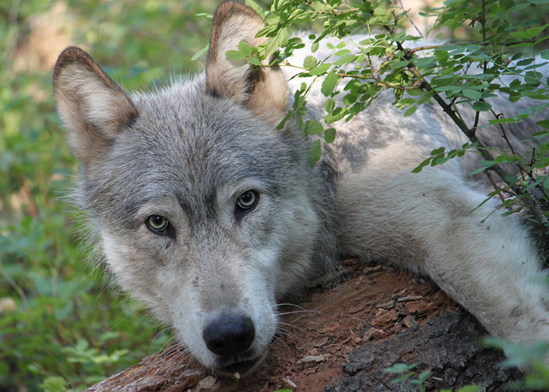 California the First to Ban Predator Prizes While Idaho Forges Ahead With Wolf-Killing Derby