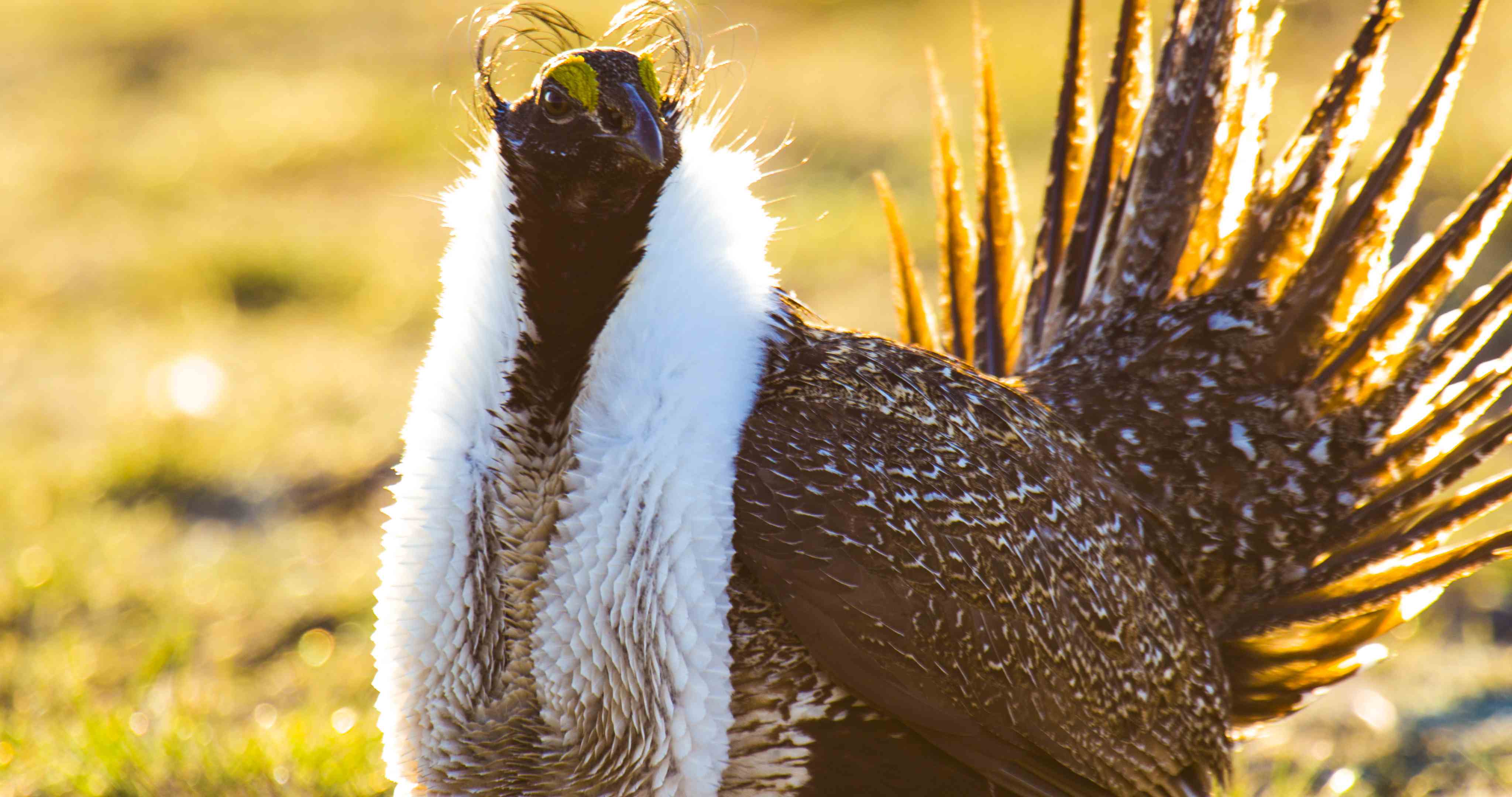 Report: 86% of North America’s Bird Species Struggling or in Crisis — 33% Facing Extinction