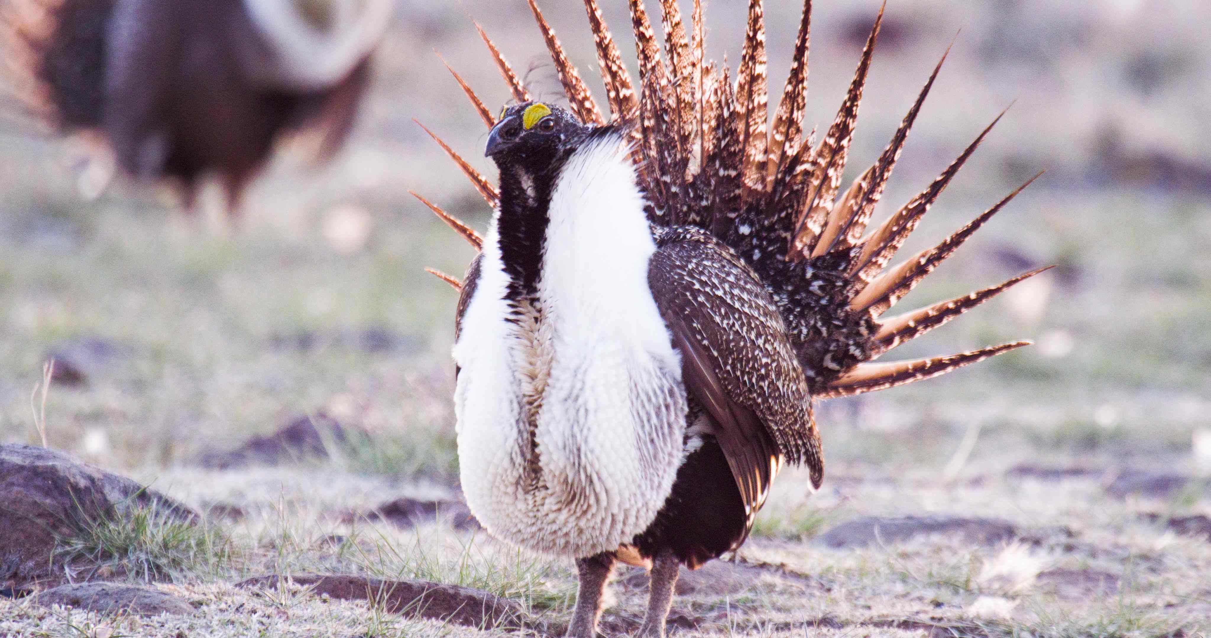 Dept. of Interior: No Protection for Greater Sage Grouse Under Endangered Species Act