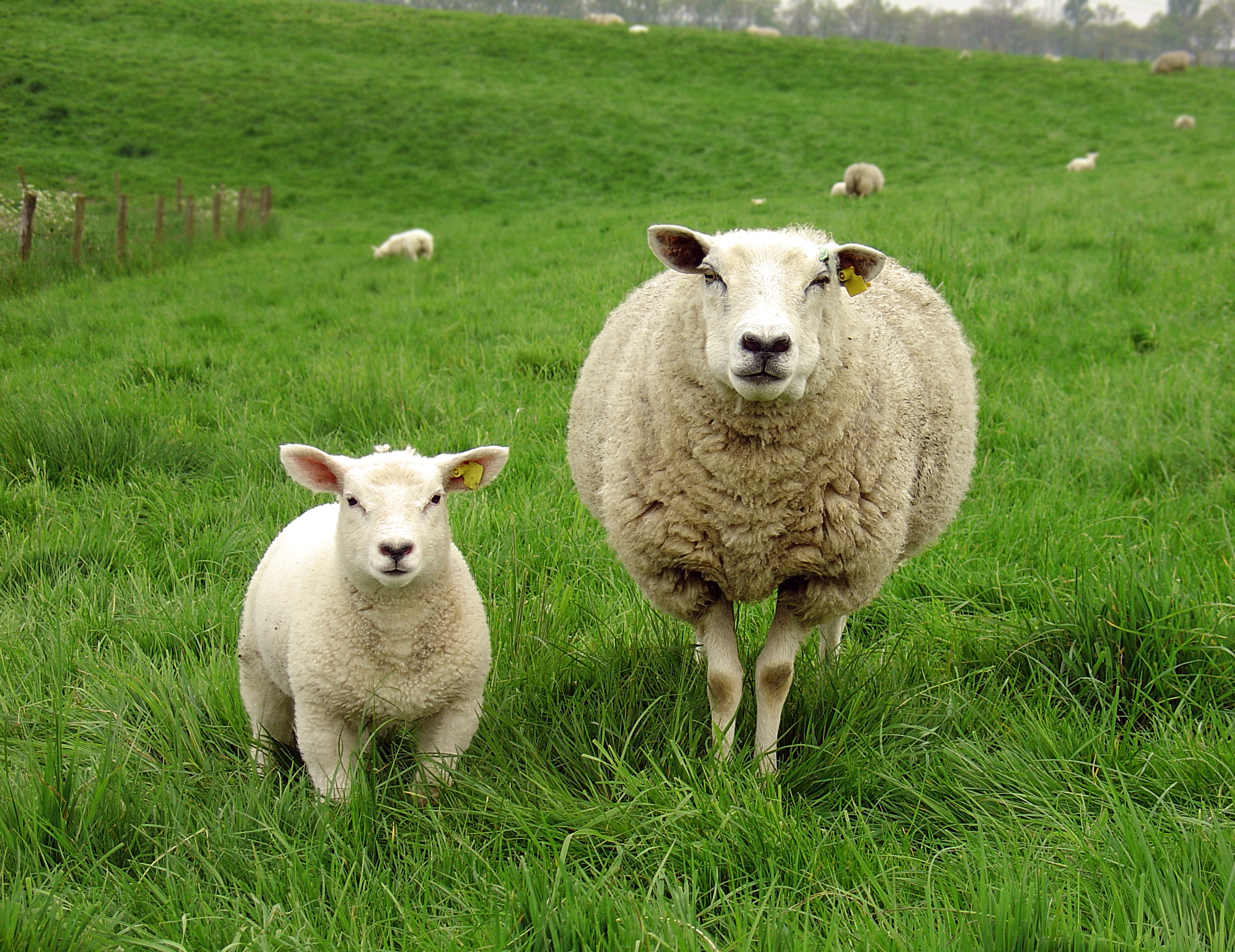 GMO Lamb With Fluorescent Glowing Jellyfish DNA Sent Deliberately to Dinner Plates in France