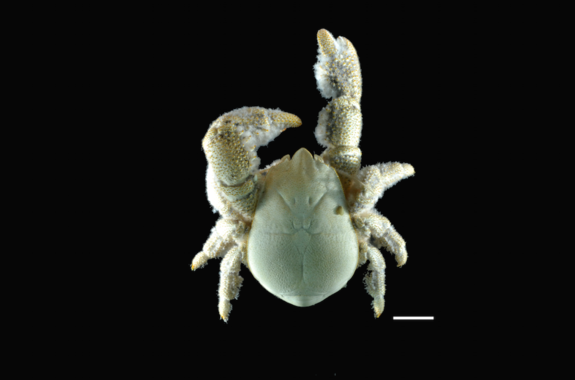 New Wildlife Species Announced: Antarctic Hairy Chested Yeti Crab — It Even Grows Its Own Food!