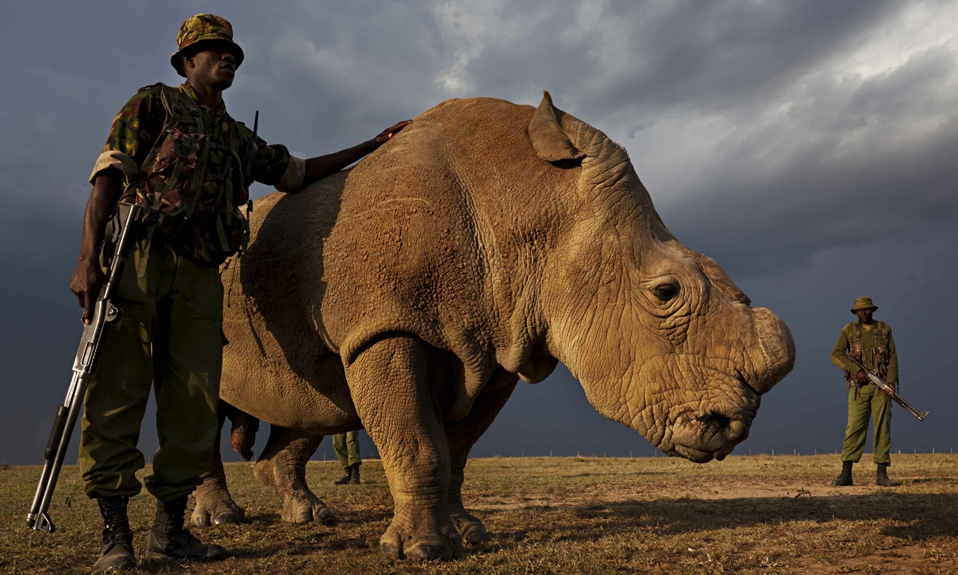 World’s Last N. White Rhino Male Remains Under Armed Guard — Now, Can Scientists Save the Species?