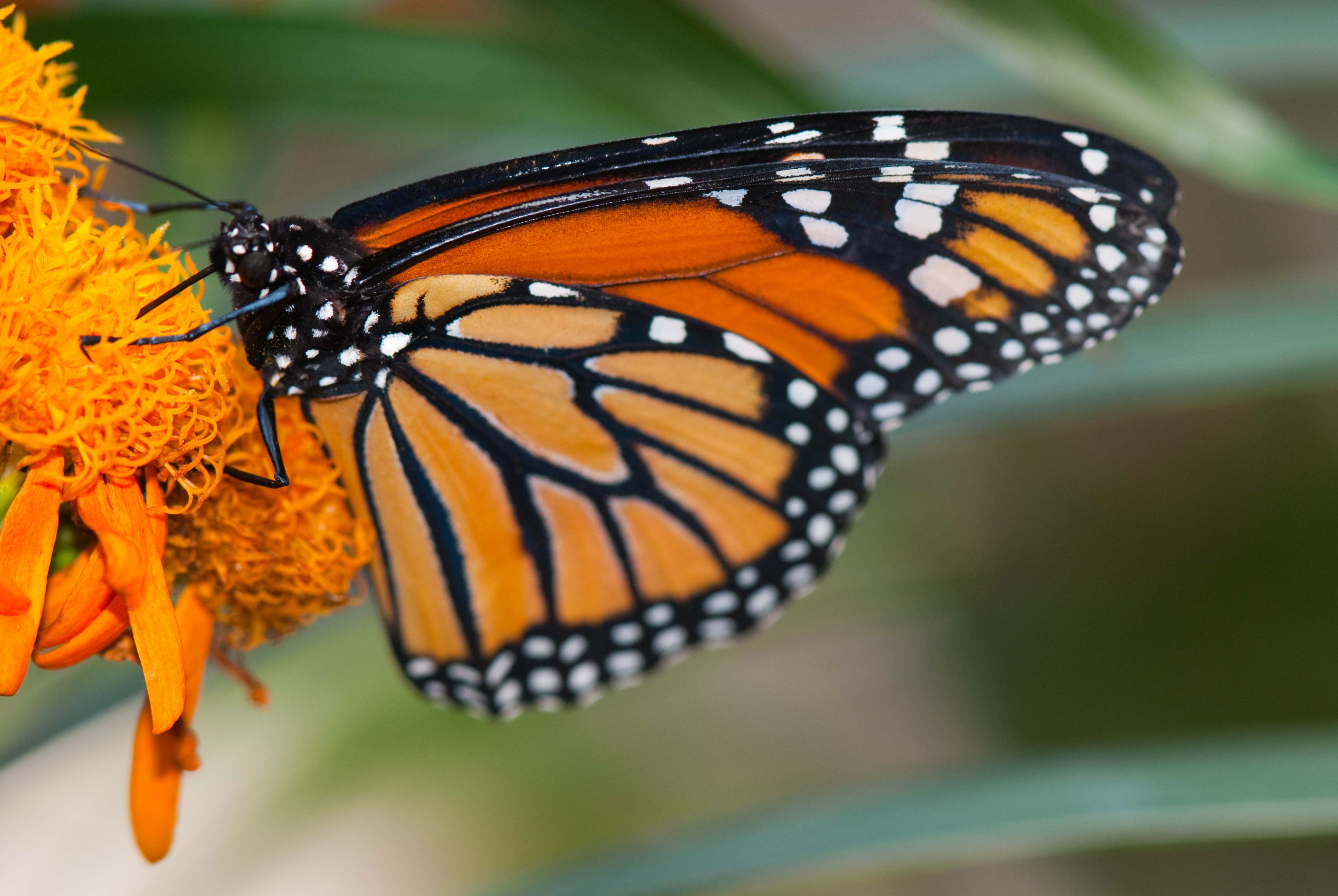 ‘Monarch Wings Across Ohio’ Campaign Launches with Aggressive Effort to Save the Species