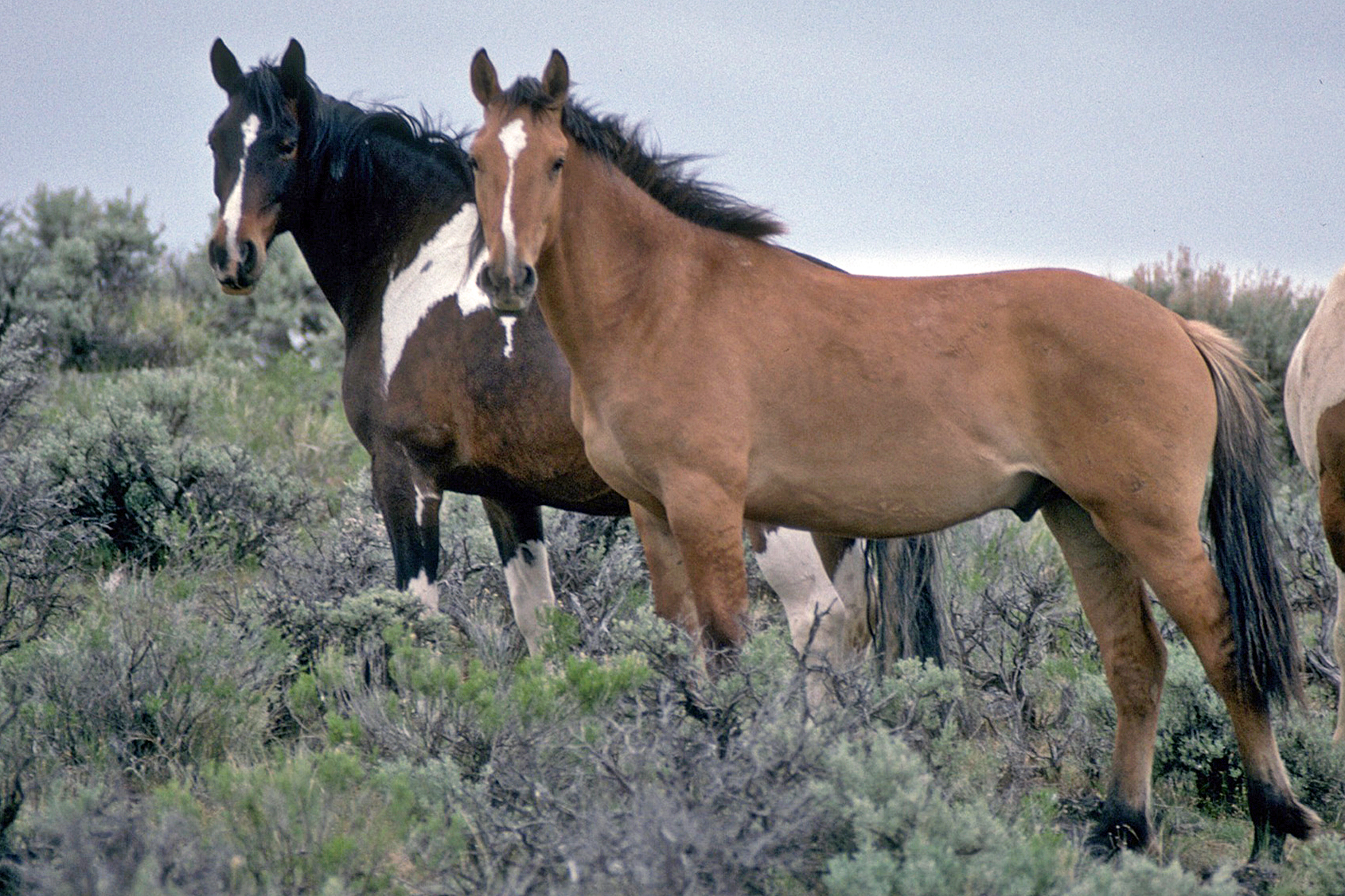 Group Files Legal Petition to Stop the Use of Sterility-Inducing Pesticide PZP on Wild Horses