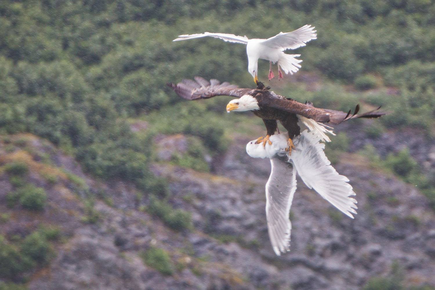 Photo: 2 Seagulls Attack Bald Eagle in Flight — See Who Comes Out on Top