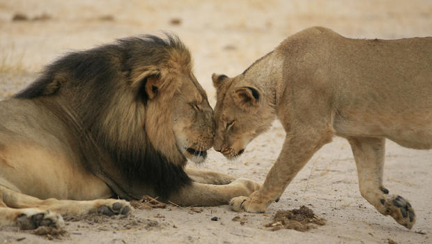 Petition Watch: ‘Demand Justice for Cecil the Lion’ Growing Like Wildfire Online