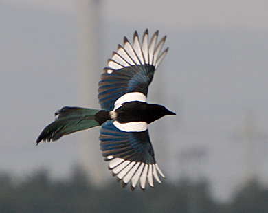 Ever Seen a Magpie Funeral? WATCH: ‘World’s Smartest Bird’ Perform Ceremonial ‘Death Ritual’