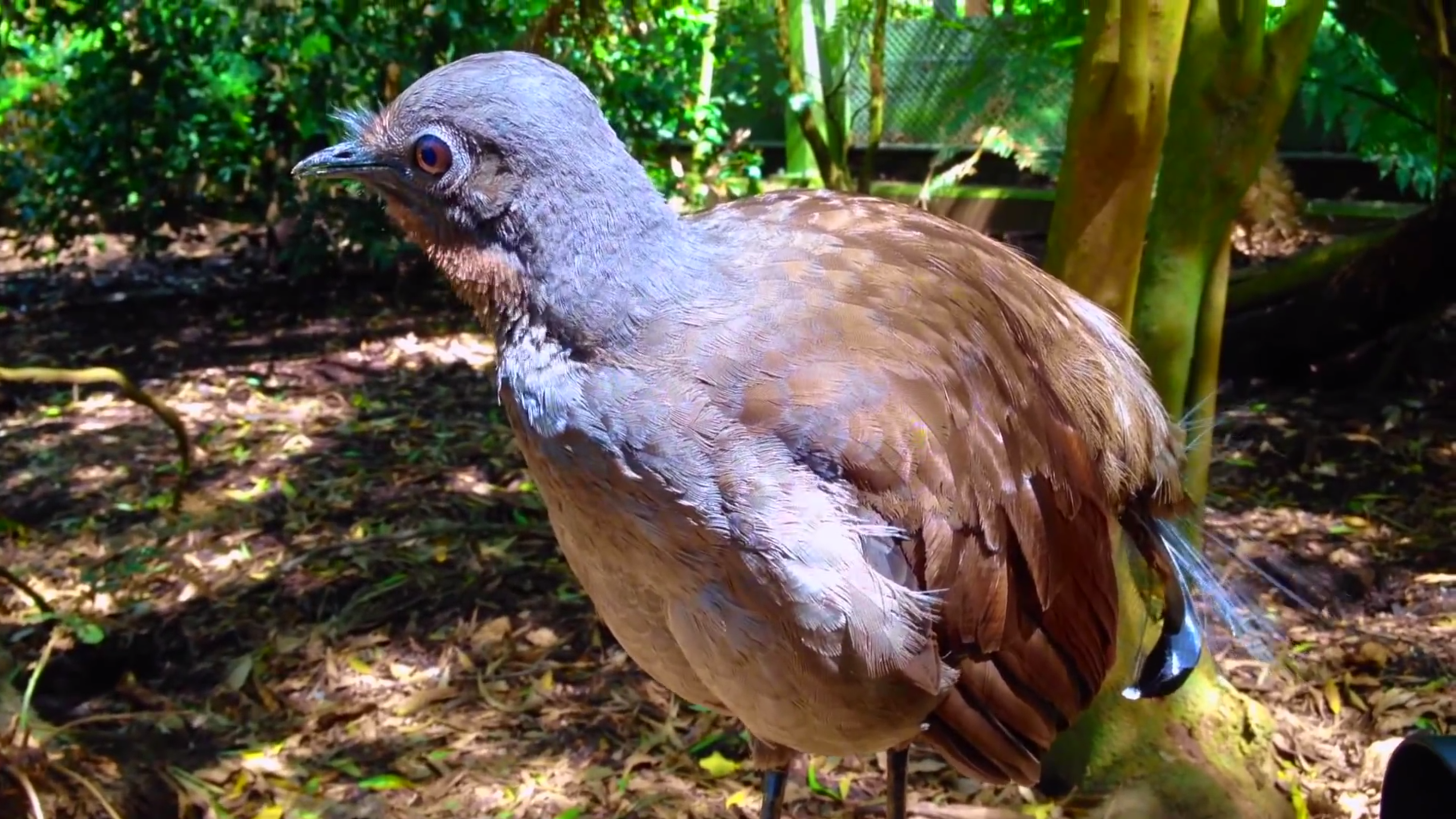 Watch: Incredible Lyrebird Mimics Chainsaws, Toy Guns, Car Alarms to Impress His Mate