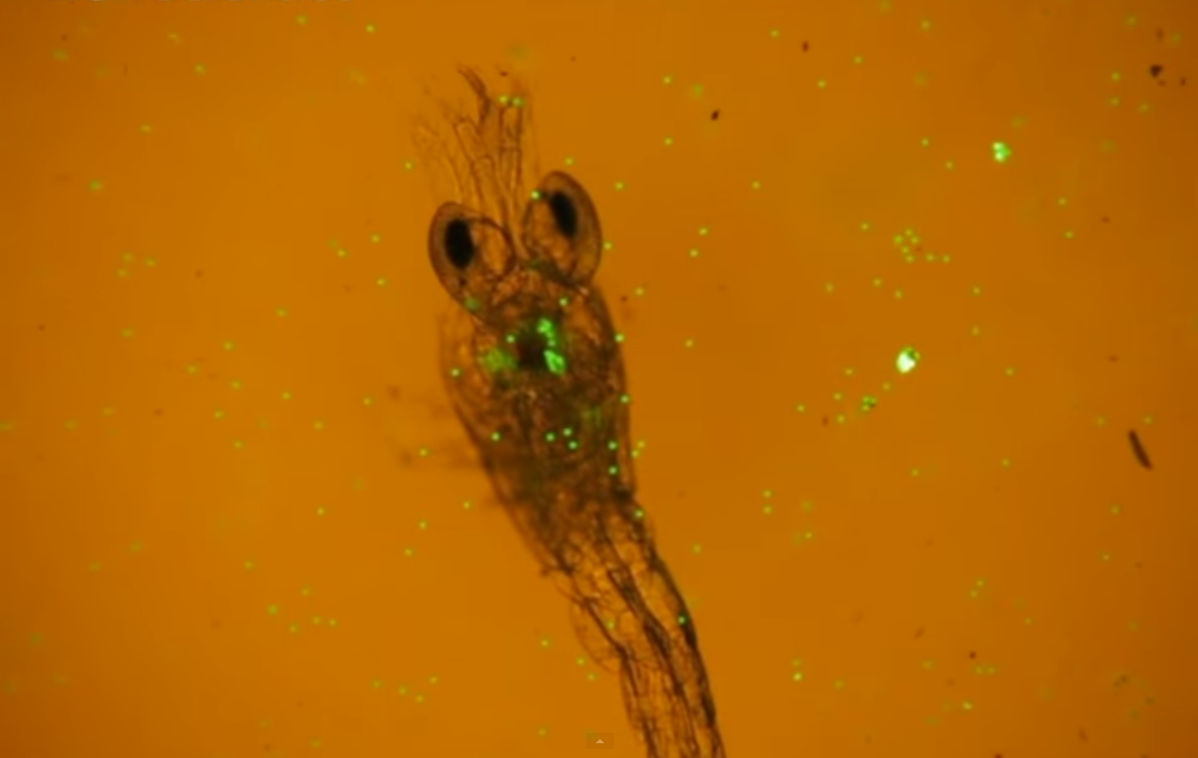 Zooplankton Filmed Feasting on Fluorescent Plastic Microbeads for First Time