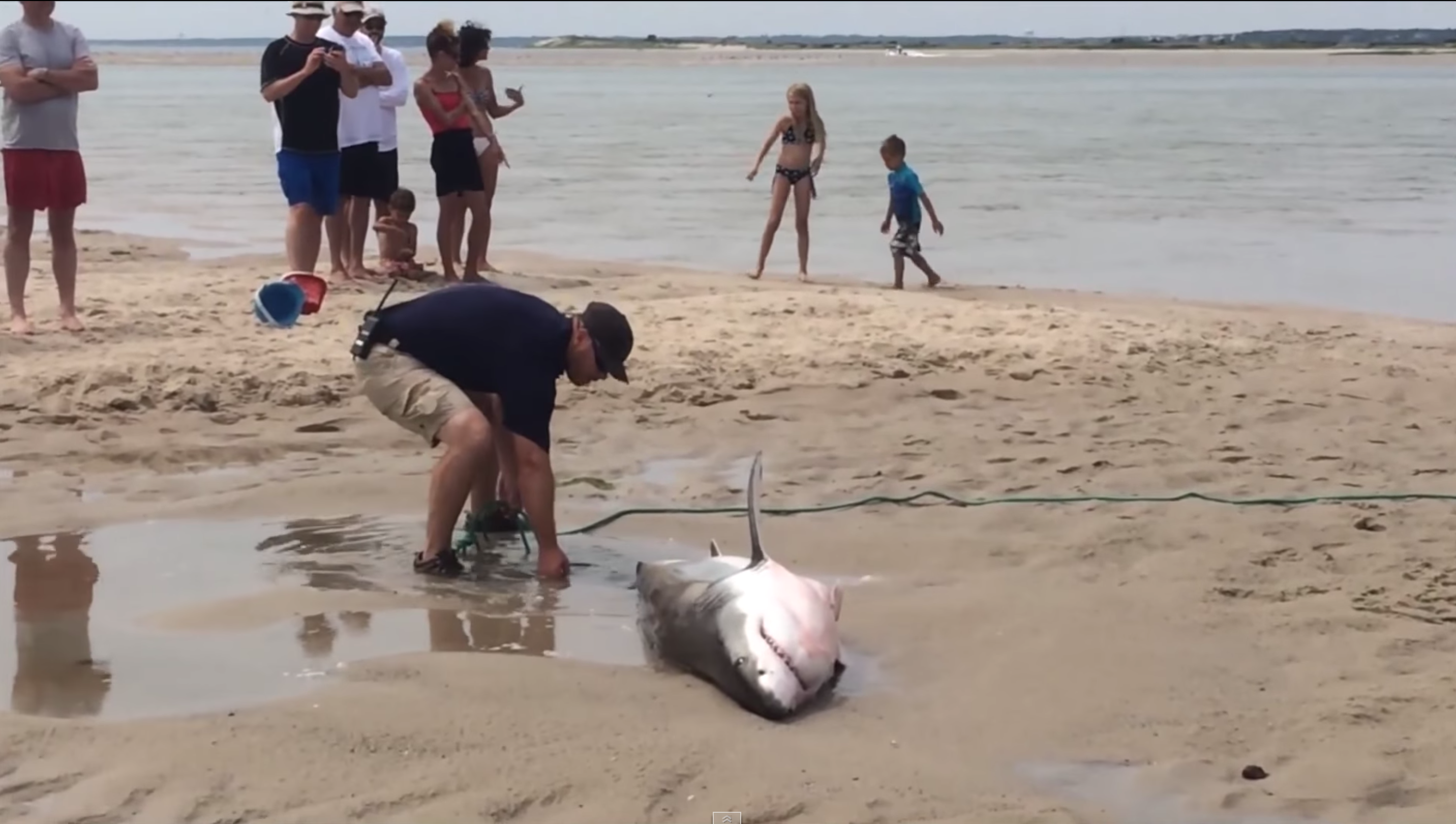 Video: Beached Great White Shark Saved by Brave Citizens in Cape Cod