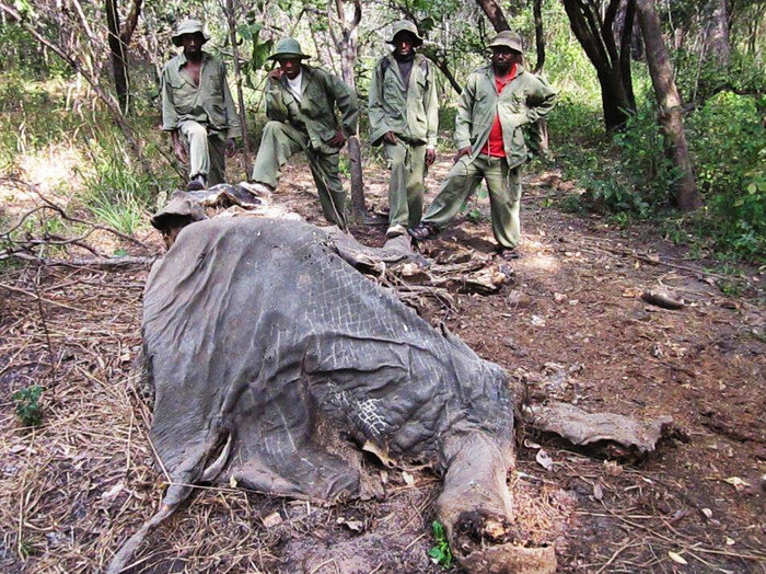 Tanzania’s Elephant Bloodbath: Sand Runs Red as 2/3 of Population Killed by Ivory Raiders in 5 Yrs.