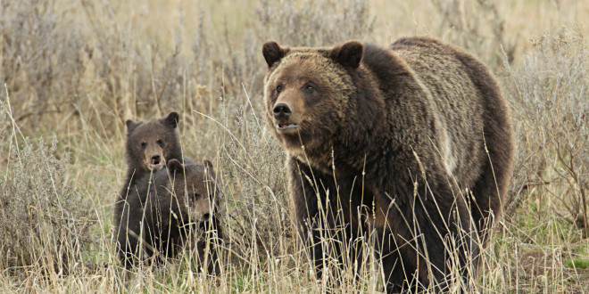 No Fairytale Ending for Yellowstone and the Three Bears After Park Shuns Thousands of Comments