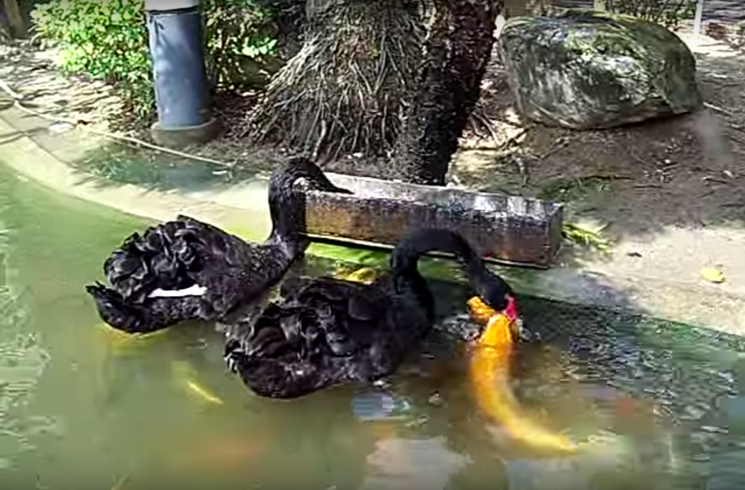 Video: Black Swans Kindly Feed Their Lunch to Hungry Koi Fish — Tell Us Why!