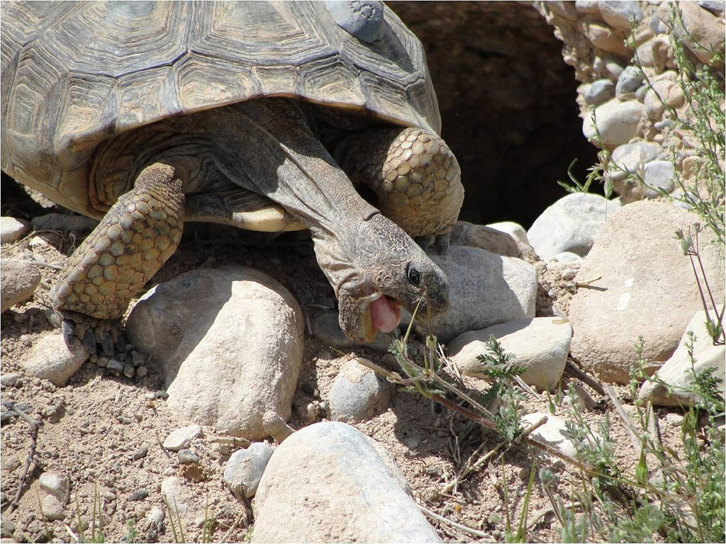 No Endangered Species Act Protection for Sonoran Desert Tortoise, Interior Announces