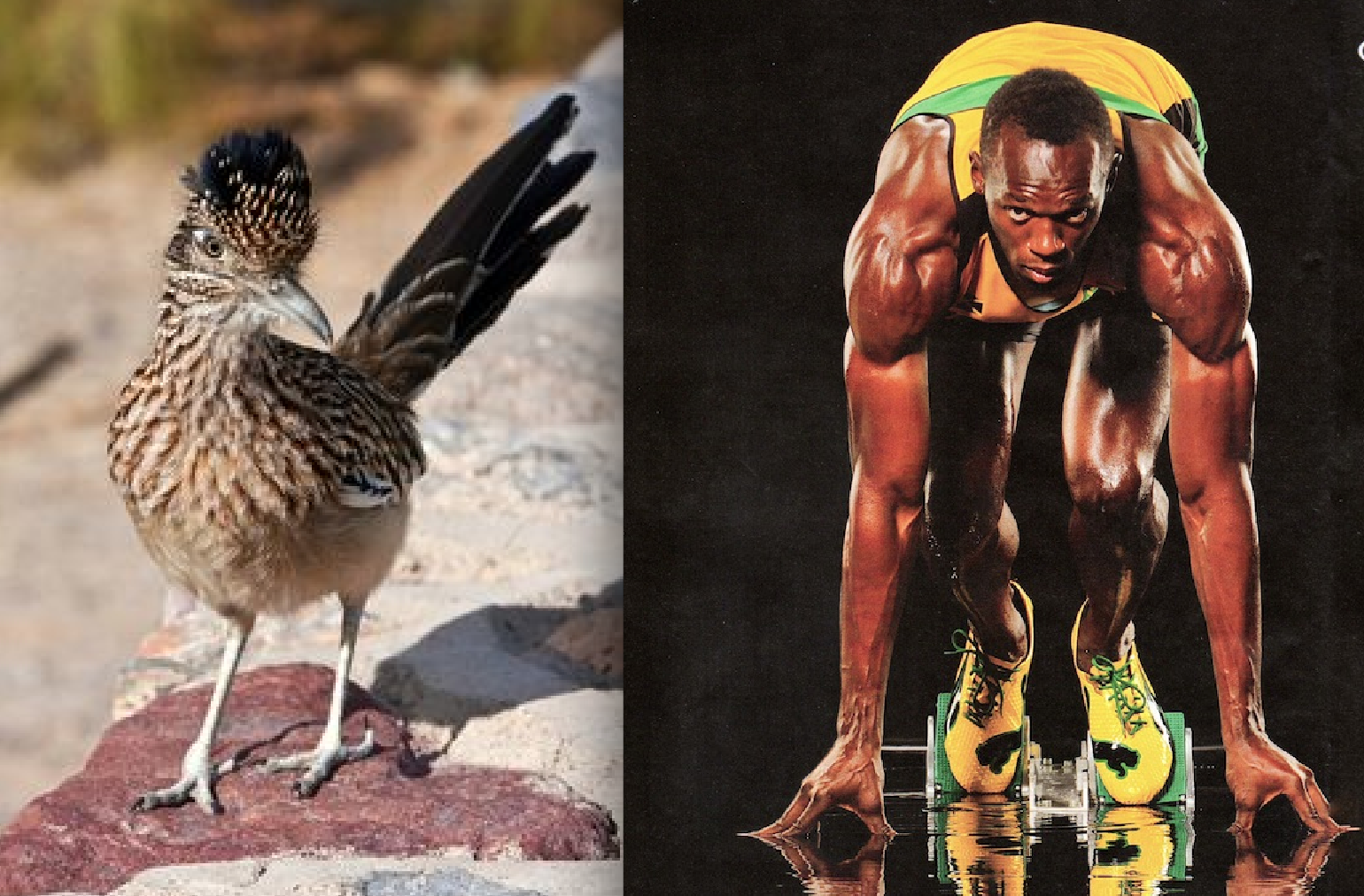 Usain Bolt vs The Roadrunner (The REAL Roadrunner) — Who Would Win?