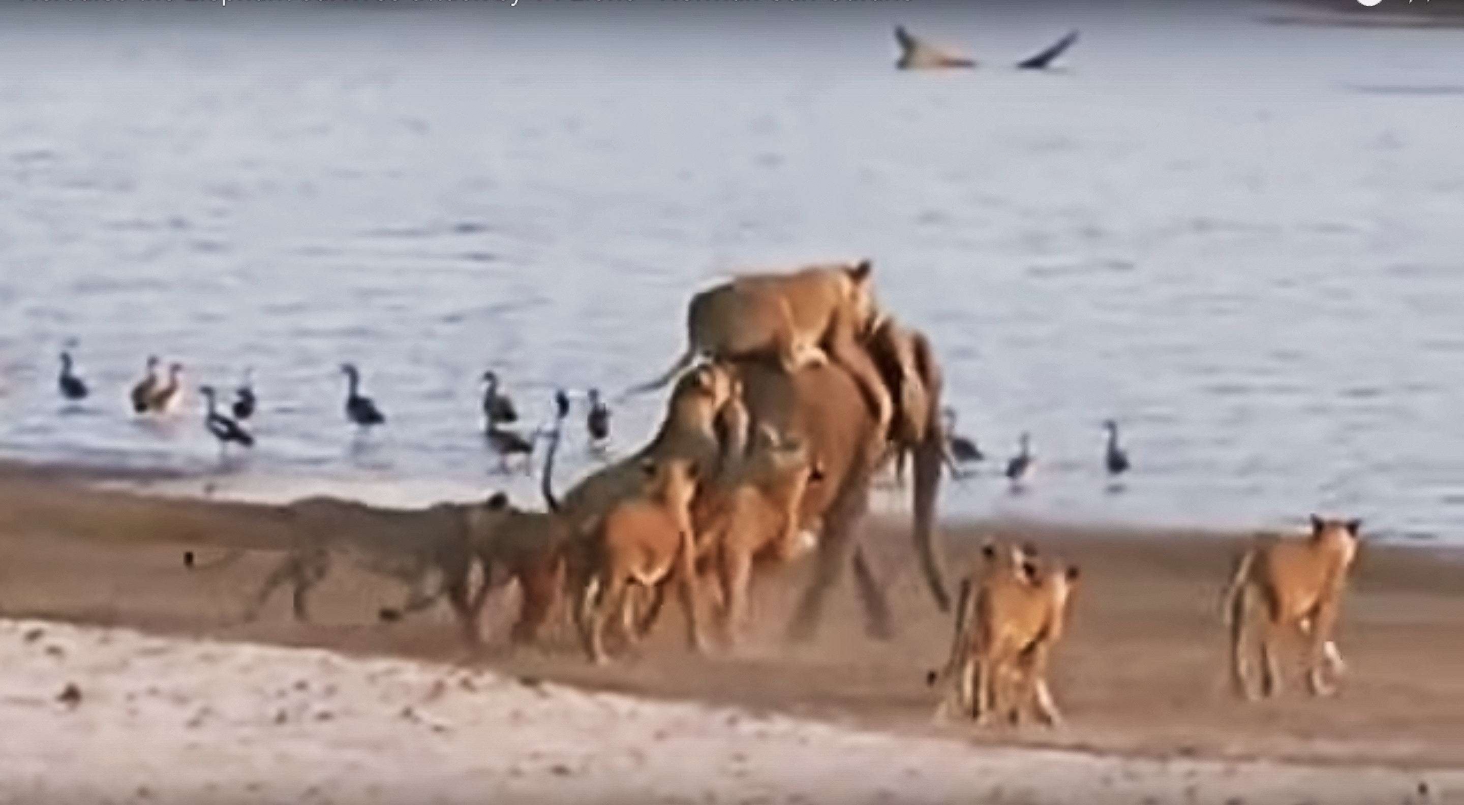 Incredible Video: Baby Elephant Fends Off, Outsmarts, Escapes 14 Attacking Lions