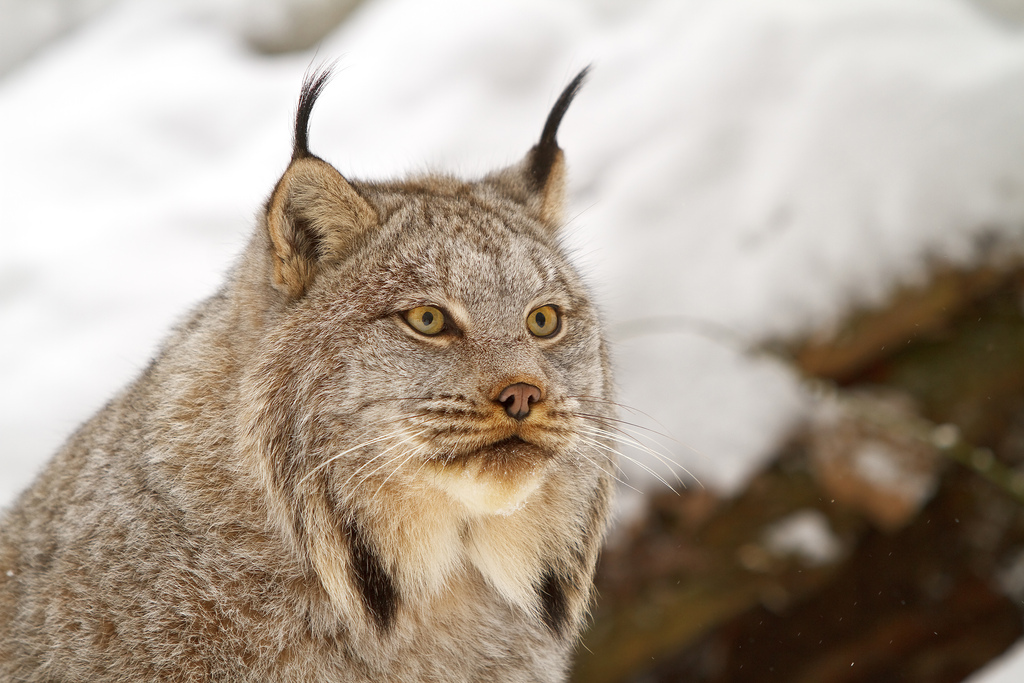 Federal Judge Orders Stop to Canadian Lynx Trapping in Idaho