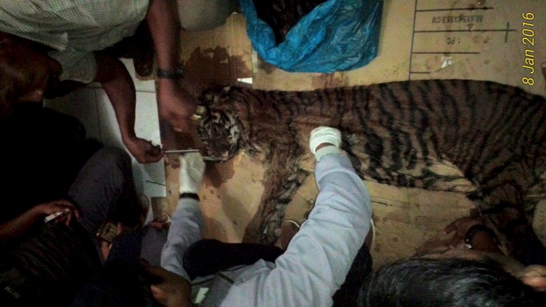 BUSTED! Tiger Poaching Ring Taken Down in Sumatra