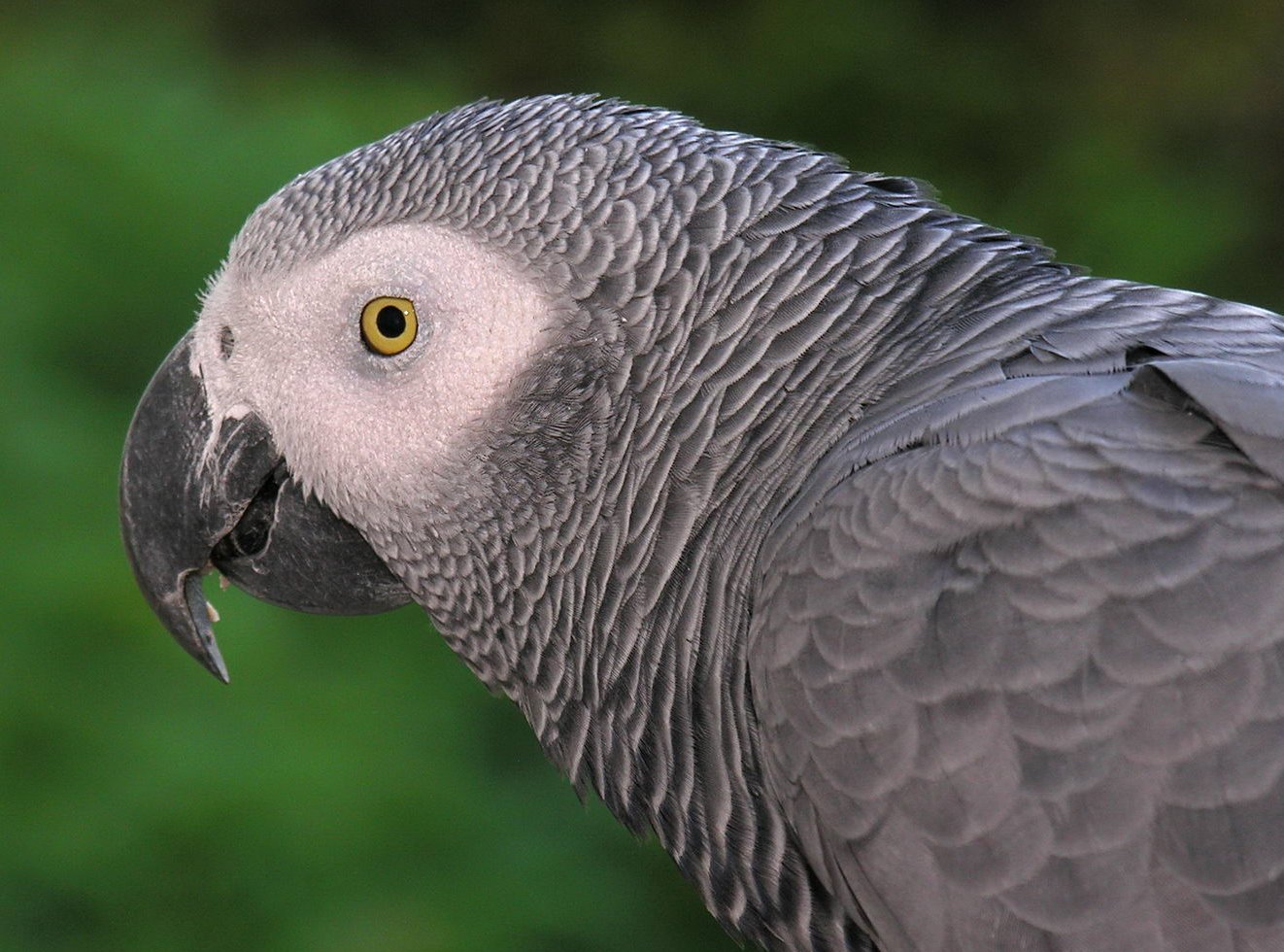 Bird Snatching Bandits Kidnap African Grey Parrot to Near Extinction in Ghana