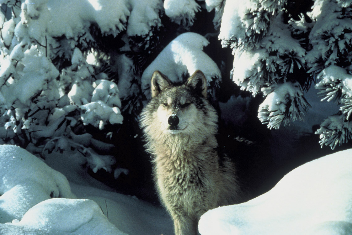 Federal Government Sued For Killing Wolves in Oregon