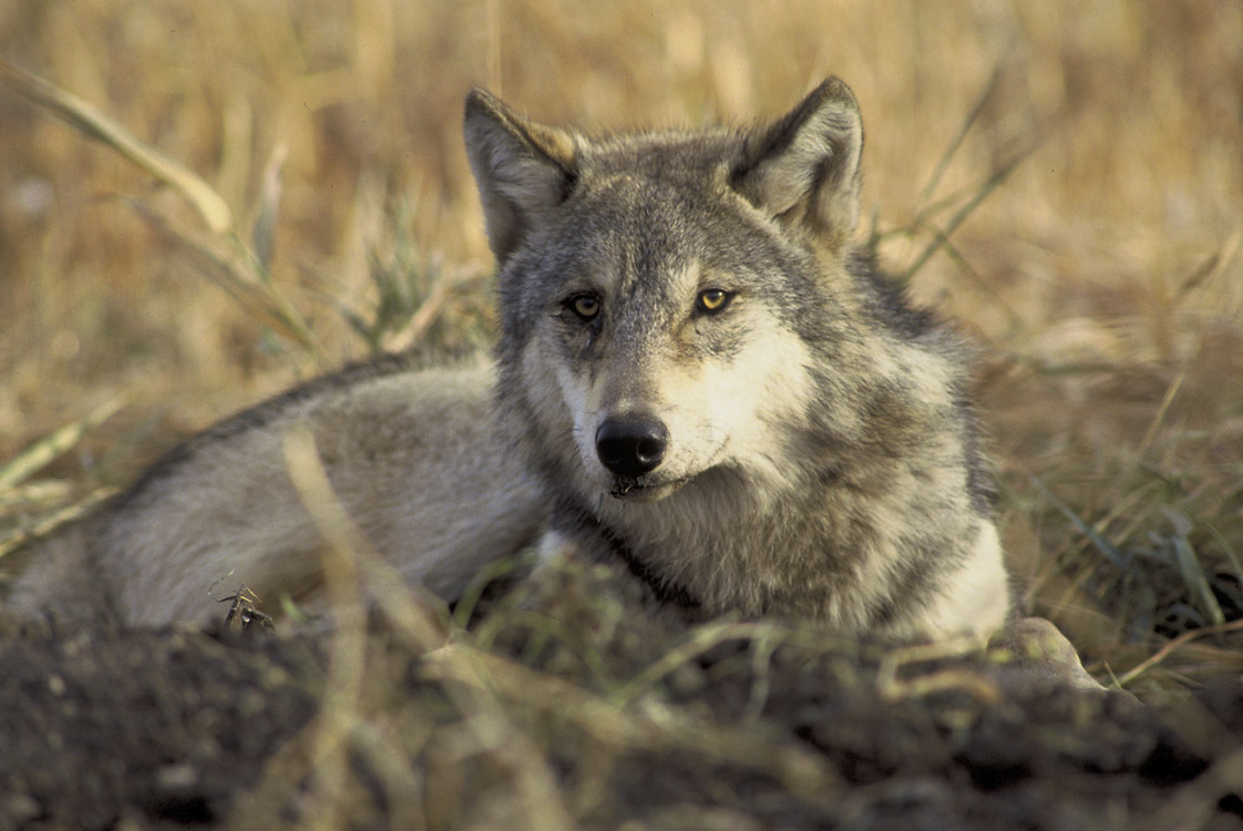 Poll Closed: Should U.S. Government Maintain a Wolf-Killing Program? Yes or No? — View Results