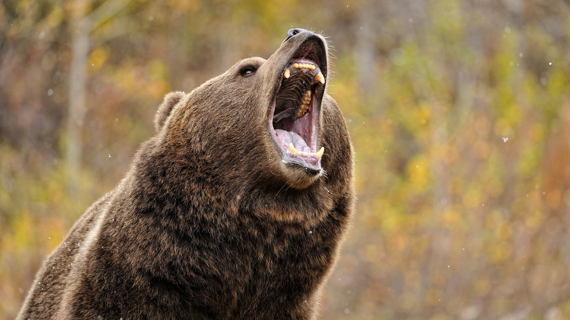 Petition Aiming to Stop Delisting of Yellowstone Grizzly Growing Huge Like a Bear