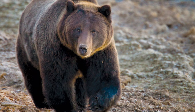 Feds Attempting to Strip Yellowstone Grizzly Bear of Endangered Species Act Protection