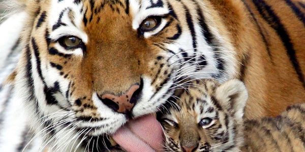 It’s Official: Tigers Now Extinct in Cambodia As Groups Scramble to Reintroduce The Species