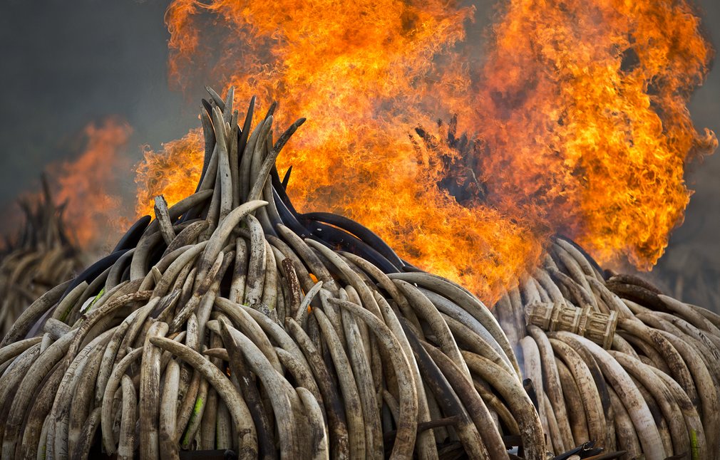 Biggest Ivory Bonfire in World History Goes Down in Kenya in Effort to Stop Elephant Poaching