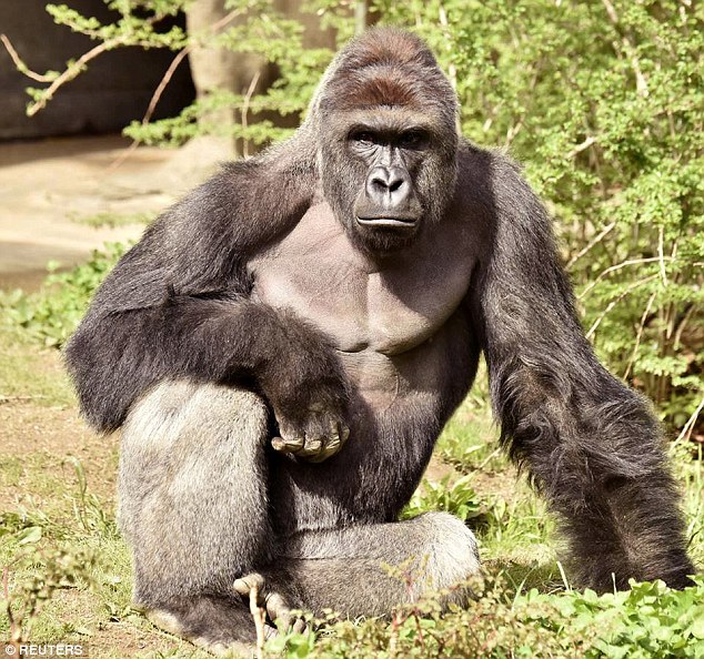 EDITORIAL: Cincinnati Zoo, Not Mother of Boy, Responsible For Death of Endangered Gorilla Harambe