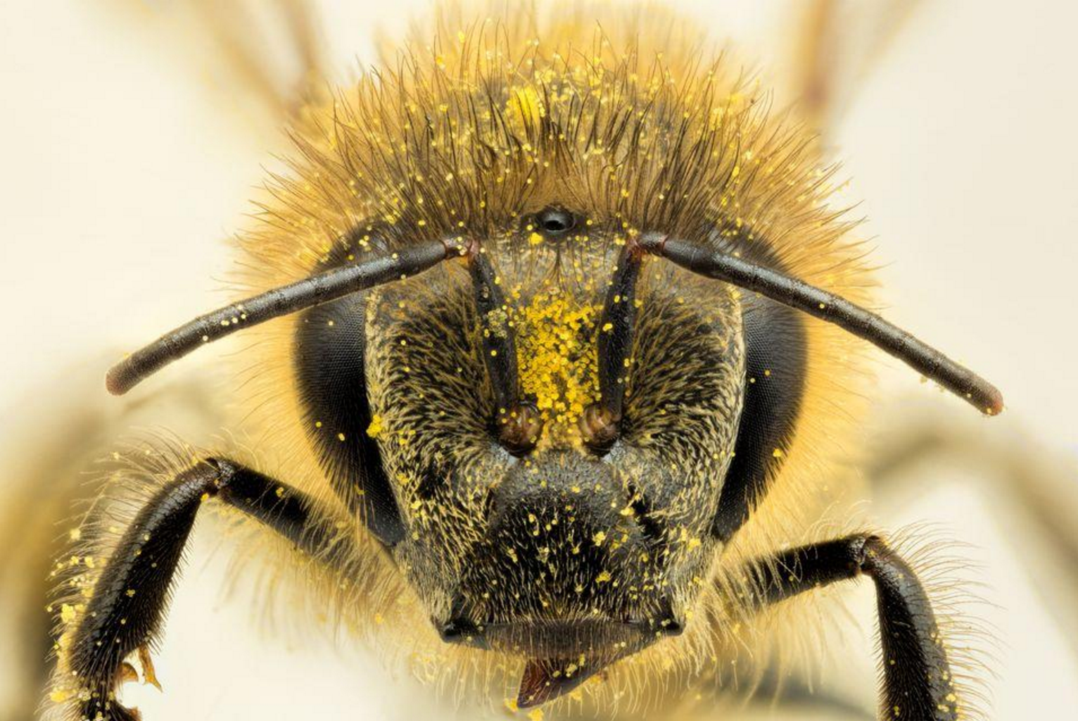 USDA Analysis: U.S. Beekeepers Lose A Staggering 44% of Hives in 2015-16