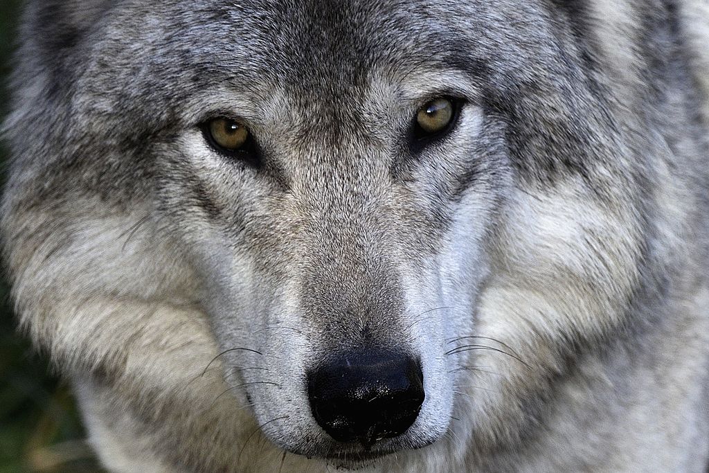 Five Environmental Groups Sue USDA Over Idaho Wolf-Killing Program