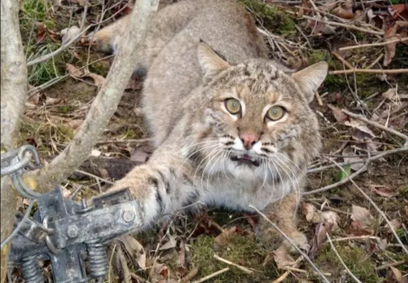 ‘Secret’ Federal Agency Admits Killing 3.2 Million Wild Animals in U.S. Last Year Alone