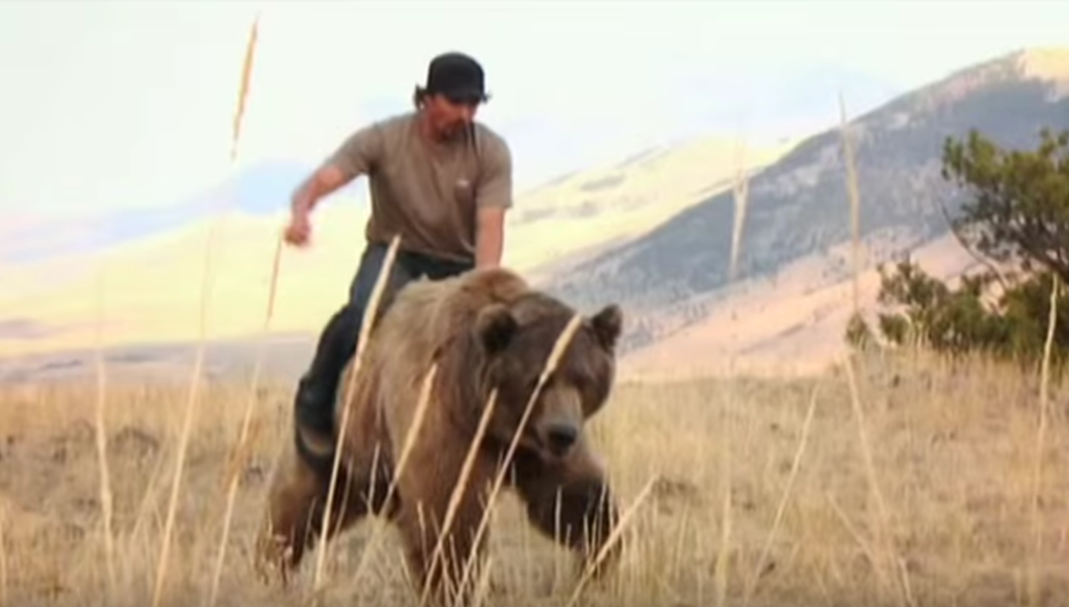 VIDEO: This Man Walks AND RIDES A 900 Lb. Grizzly Bear Through The Forests Of Montana