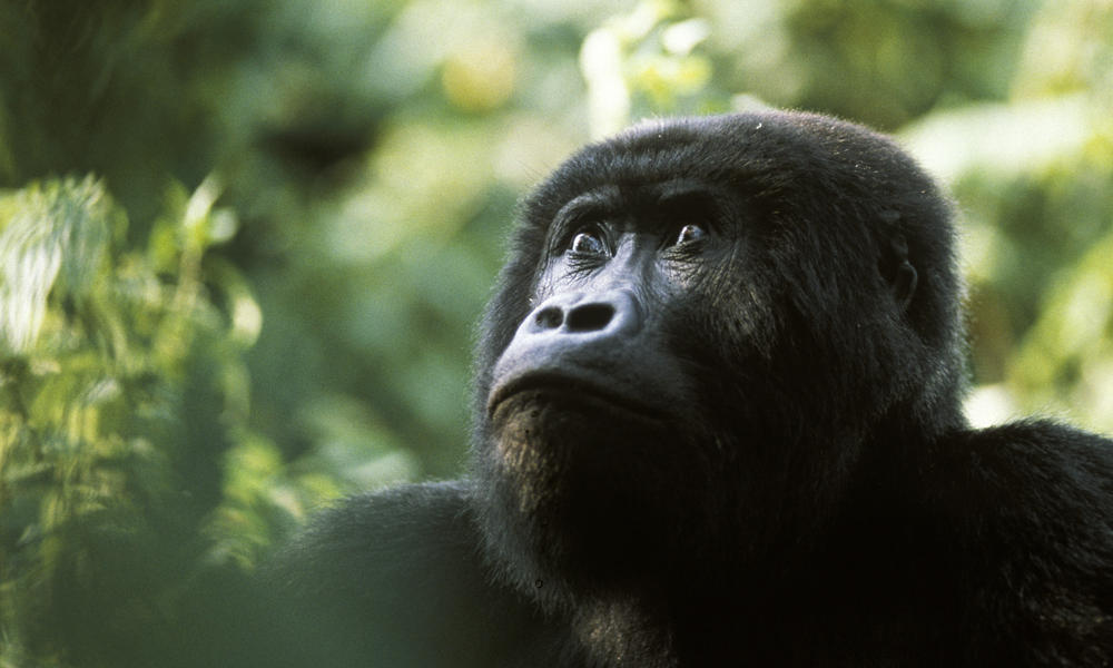 World’s Largest Primate, The Mighty Eastern Gorilla, Now Critically Endangered Says IUCN