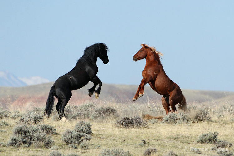 U.S. Government Backs Down on Plan to Slaughter 45,000 Wild Horses Following Public Outrage