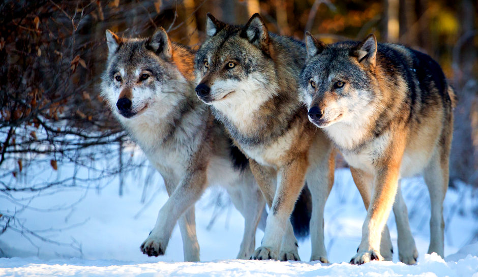 WA State Stops Bloodshed After Massacring Profanity Peak Wolf Pack To Appease Cattle Ranchers