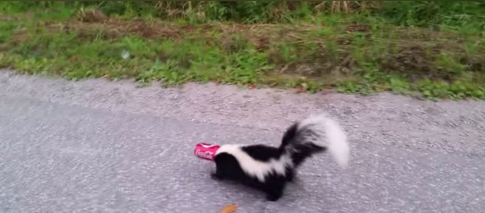 Dramatic Video Goes Viral: Brave Man Saves Poor Panicked Skunk With Head Stuck in Coke Can