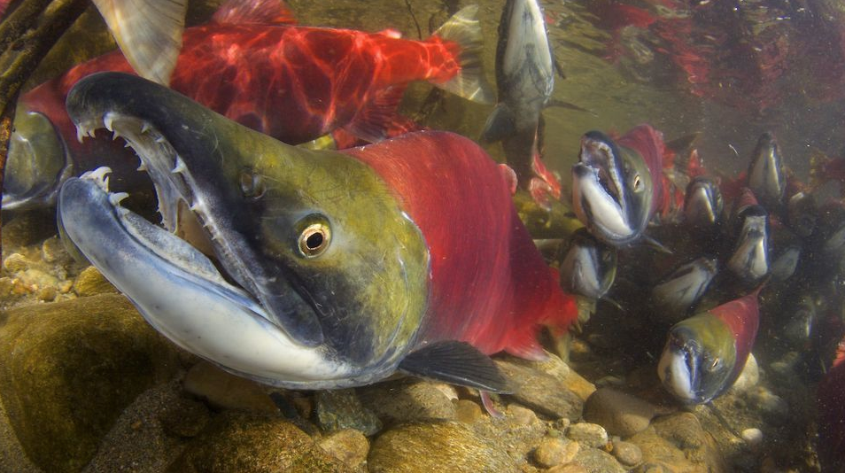 Colossal Pacific Salmon Run Reduced to Rubble — Climate Change To Blame Say Scientists