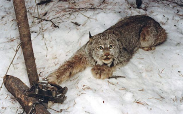 After a Century, ‘Landmark Settlement’ Puts Brakes on Federal Government’s ‘Rogue’ Wildlife-Killing Program