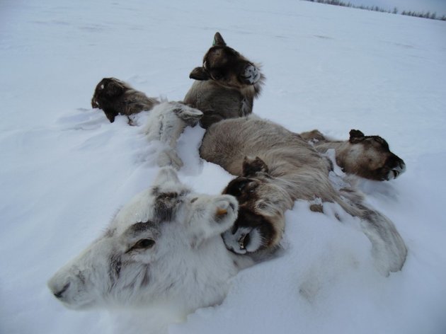 Scientists Fear Anthrax Outbreaks Inevitable As Carcasses Lodged in Permafrost Thaw From Climate Change