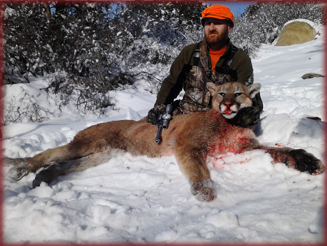 WildEarth Guardians Sues Colorado over Plan to Kill Black Bears, Mountain Lions