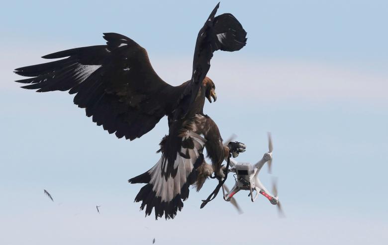 Amazing Video: French Military Training Golden Eagles to Take Out Drones