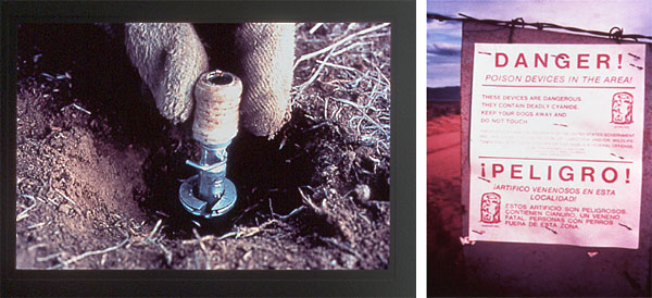 20 Environmental Groups Jointly Demand Wildlife Services Ban M-44 Cyanide Bombs in Idaho