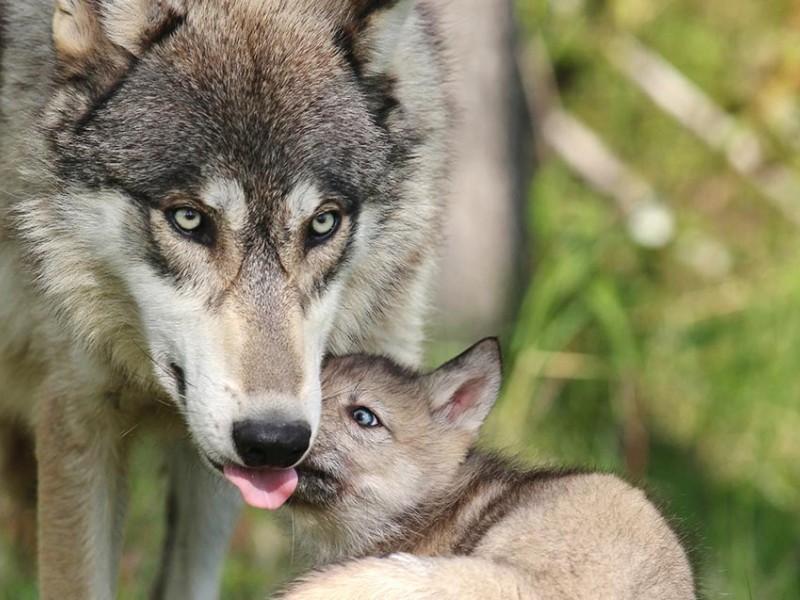 Wyoming Wolves Stripped of Endangered Species Act Protection — Shoot-on-Sight Policy Restored