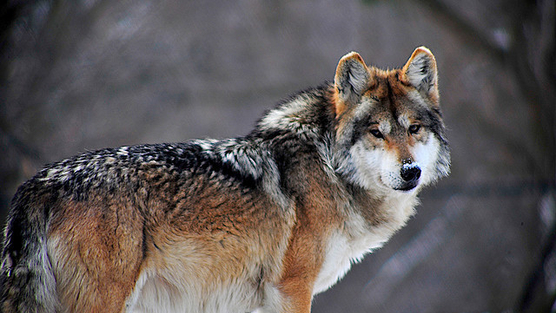 Victory for Mexican Gray Wolves: Court Stops Injunction, Allows Releases from Captivity to Proceed