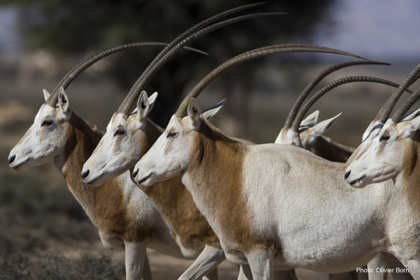 ‘Conservation Success’: Once ‘Extinct’ Scimitar-Horned Oryx Returned to the Wild in N. Africa