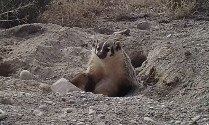 Time-Lapse Video: ‘Bad Ass’ Badger Buries, Preserves, and Stashes Entire Cow