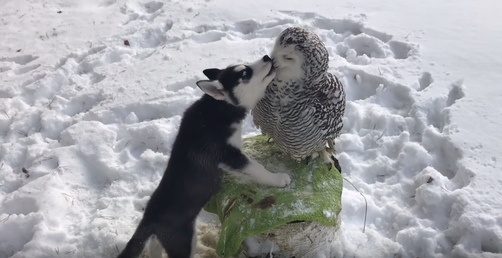 Most Adorable Video Ever: BFFs: Snowy Owl, Husky Pup Lick, Preen and Play With Each Other